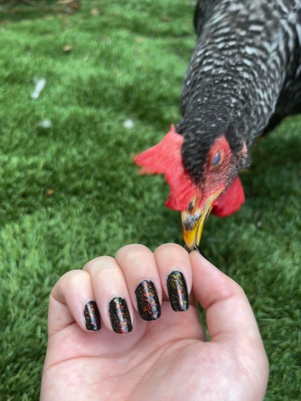 Picture by aehanken saying 'Sparkly Polish? A Favorite Amongst Chickens.'