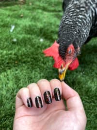 Sparkly Polish? A Favorite Amongst Chickens.