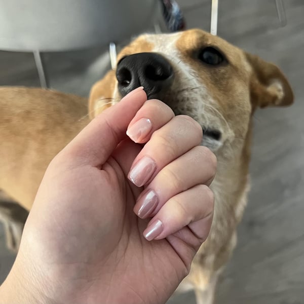 Picture by silkdoggo showing 'Thoughts On These For Weddings Nails?' number 3