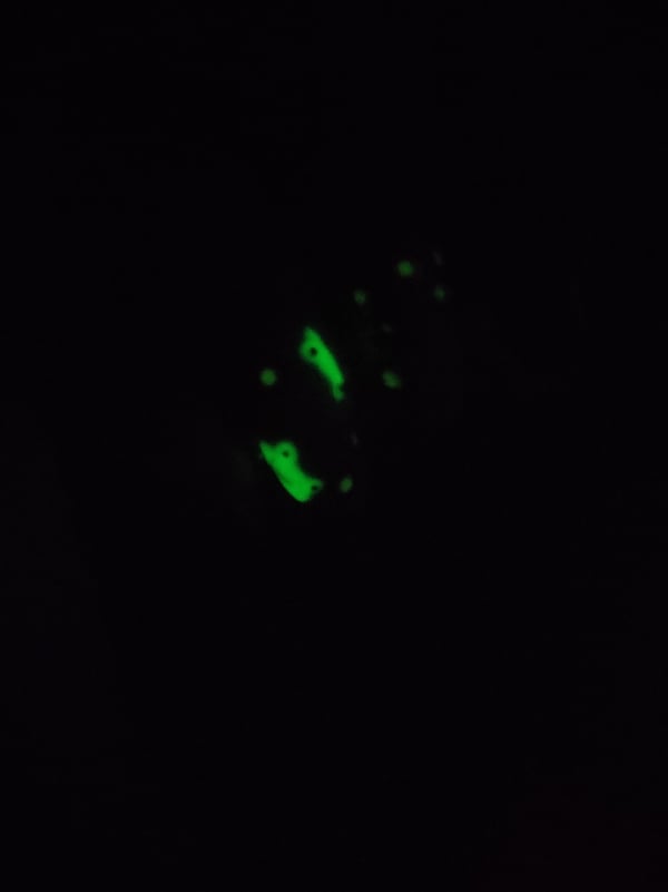 Picture by nanarayflo saying 'Lil Glow In The Dark Frogies 🐸✨'