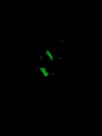 Lil Glow In The Dark Frogies 🐸✨